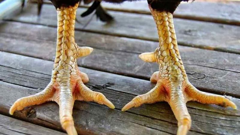 Cách loại cựa gà | Bí quyết an toàn, mang về thưởng lớn!