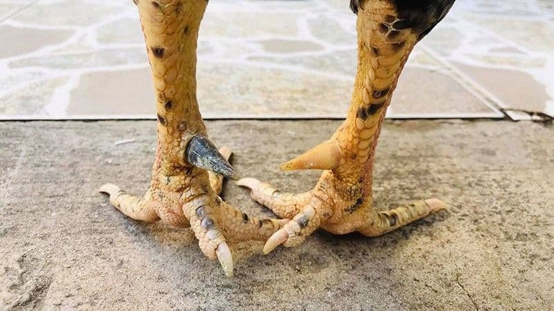 Cách loại cựa gà | Bí quyết an toàn, mang về thưởng lớn!