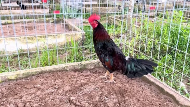 Cách nuôi gà đá sung mãn, bách chiến bách thắng cho kê thủ