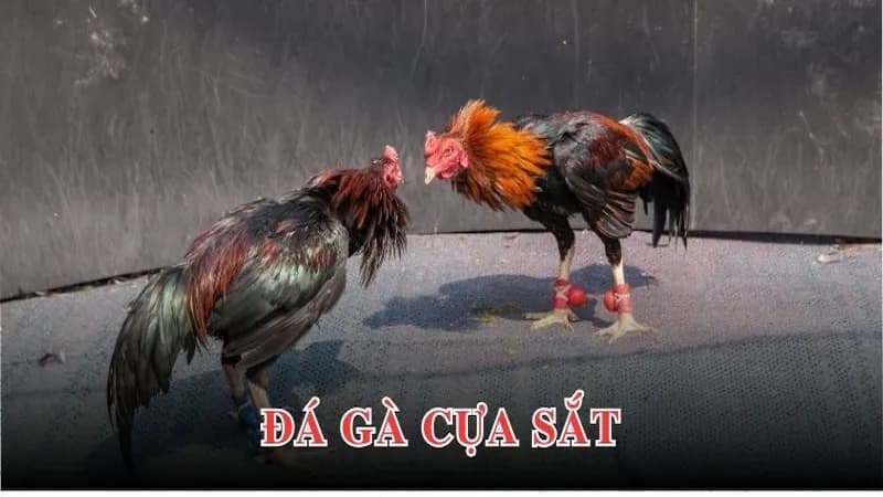 Đá gà Campuchia | Thú chơi hấp dẫn và những điều cần biết