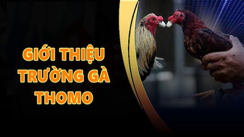 Đá gà Campuchia | Thú chơi hấp dẫn và những điều cần biết
