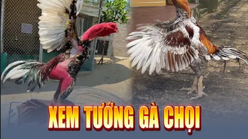 Đá gà Campuchia | Thú chơi hấp dẫn và những điều cần biết