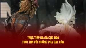 Đá Gà - FOR88