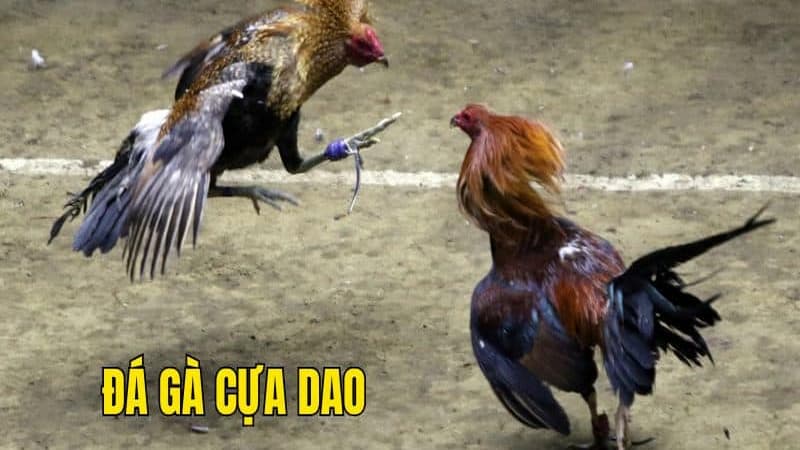 Đá gà cựa dao | Sát phạt kịch tính, thắng lớn cùng For88