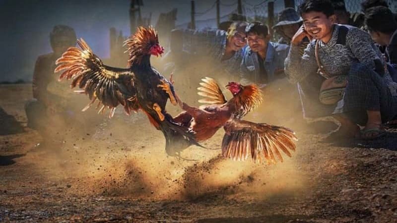 Đá gà cựa dao | Sát phạt kịch tính, thắng lớn cùng For88