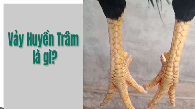 Vảy huyền trâm | Bí ẩn trong nghệ thuật xem vảy gà chiến