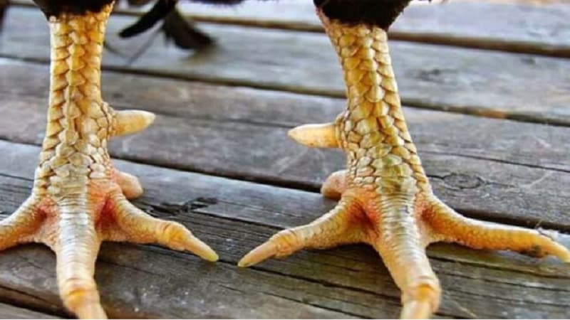 Vảy huyền trâm | Bí ẩn trong nghệ thuật xem vảy gà chiến